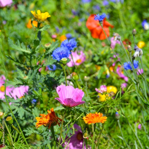 Grußkarte - Blumenwiese - S...