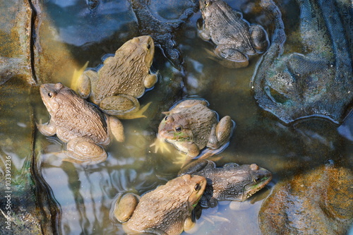 frog breeding in close farm