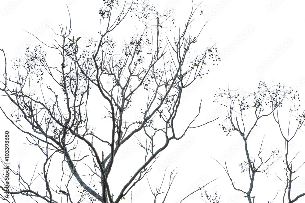 Fototapeta premium dry tree