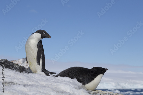 Ad  lie Penguins  Antarctica. 
