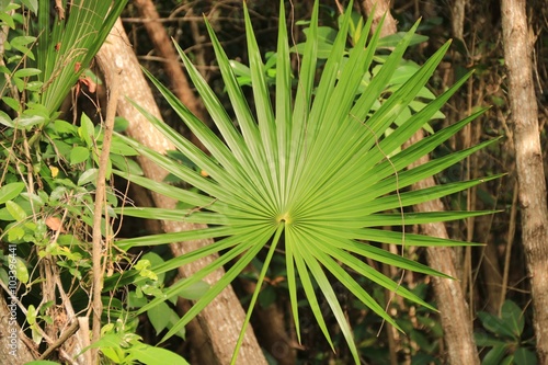 PLANTE MEXICAINE  photo