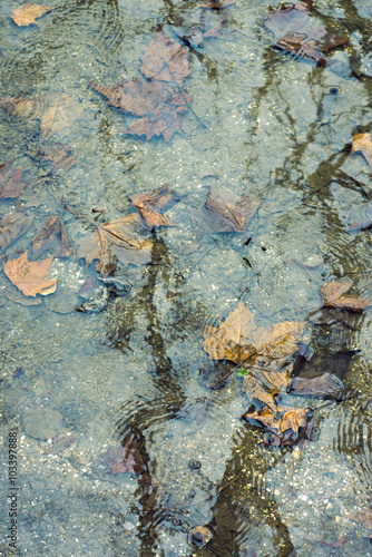drowned fall leaves © Yury Zap