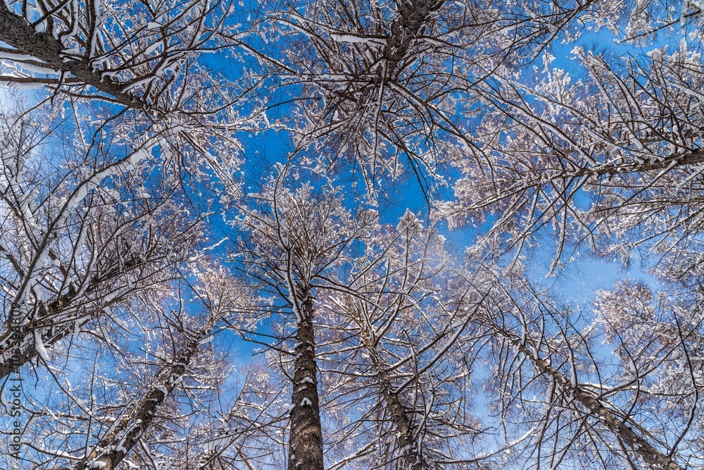 厳冬期のカラマツ林