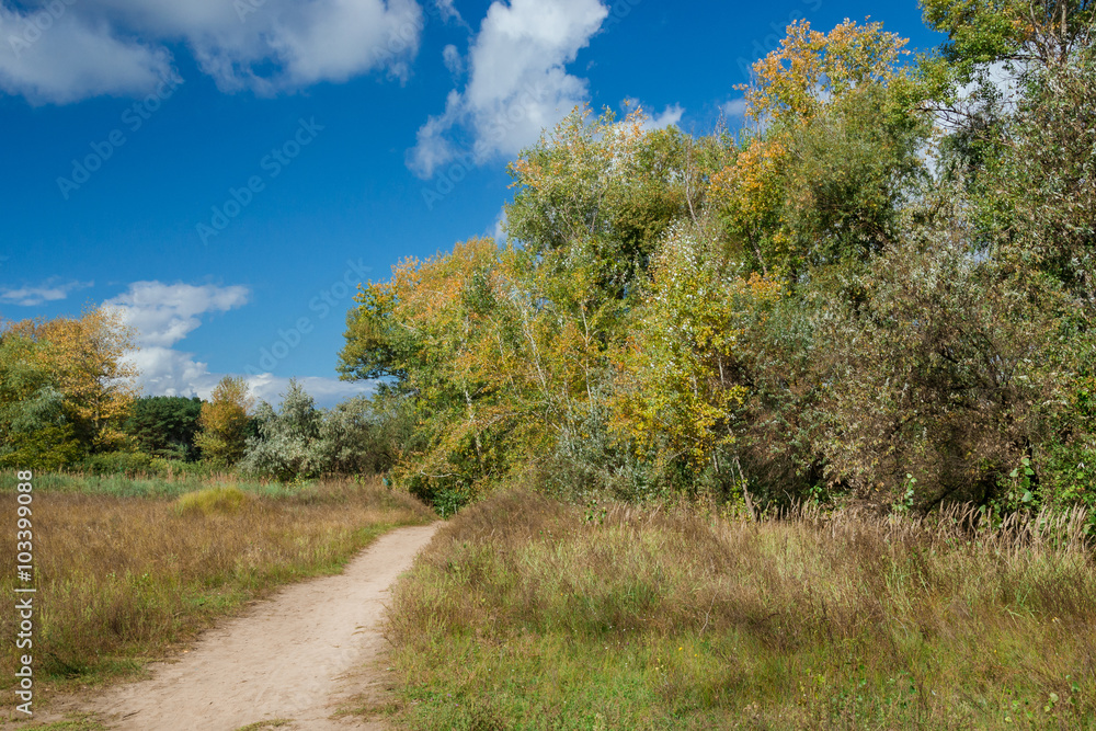 Obraz premium Field, trees, early autumn