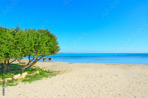 pine trees by the sea