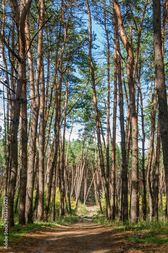 Pine forest