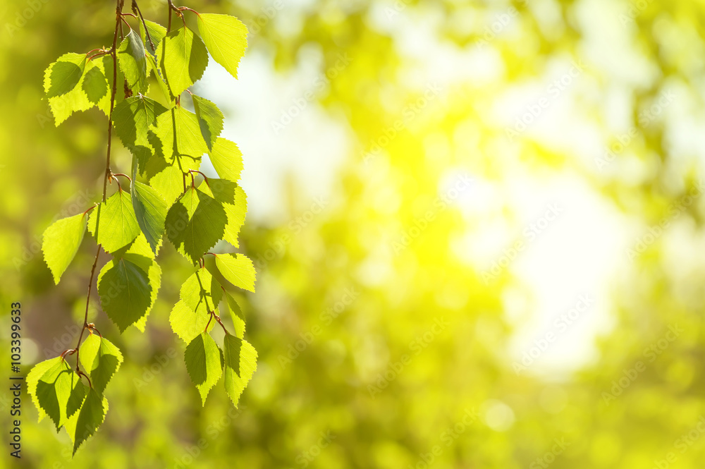 Obraz premium Spring background with birch branches in the sun