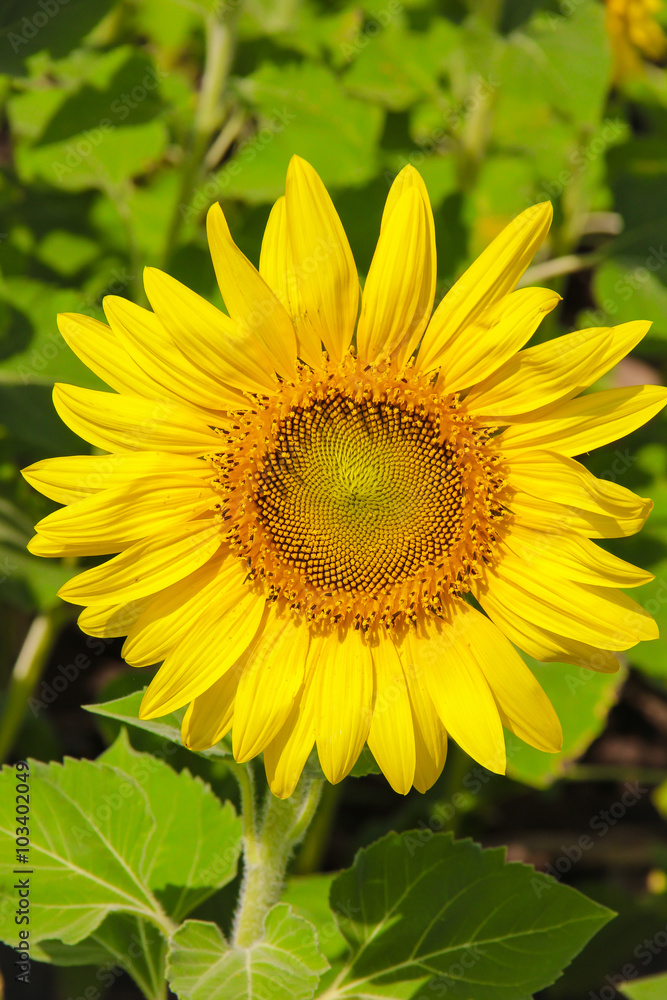 Sunflower