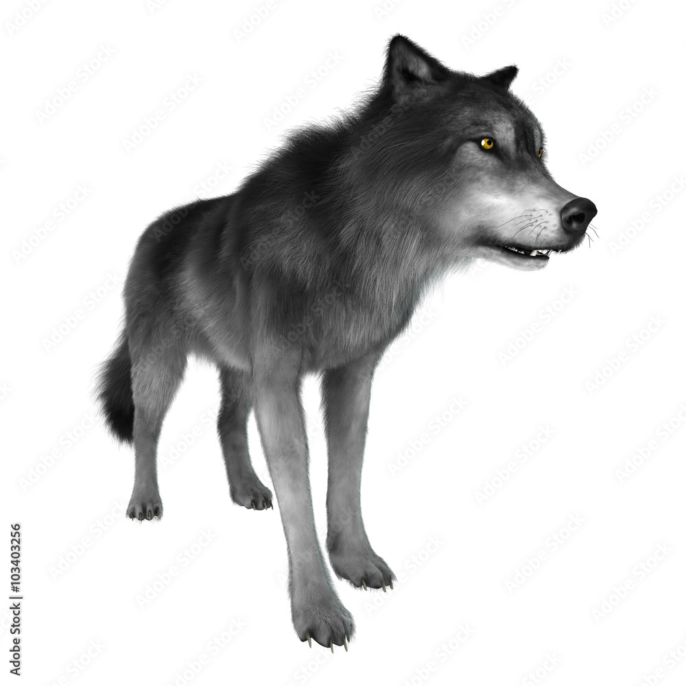 Wild Wolf on White