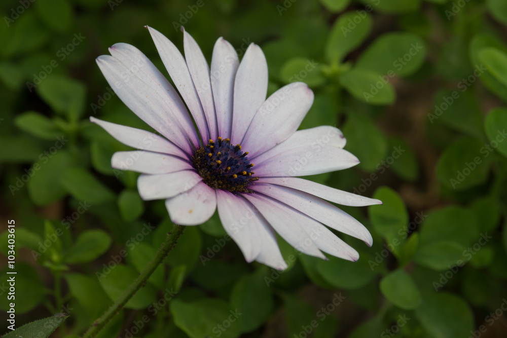 white flower on a background of stone white flower on a background of stone