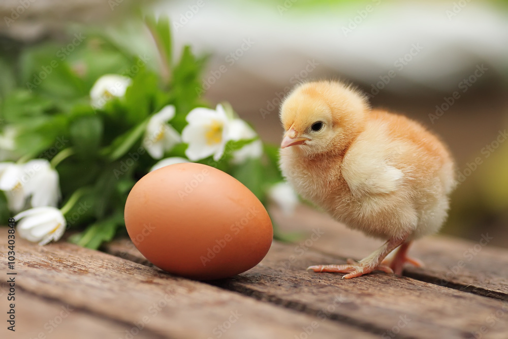 Beautiful little chicken with egg on a wooden board in a garden Beautiful little chicken with egg on a wooden board in a garden