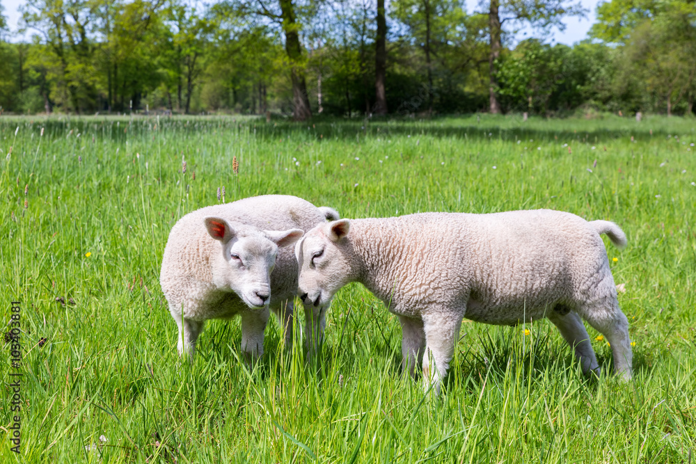Obraz premium Two white lambs playing together in green meadow