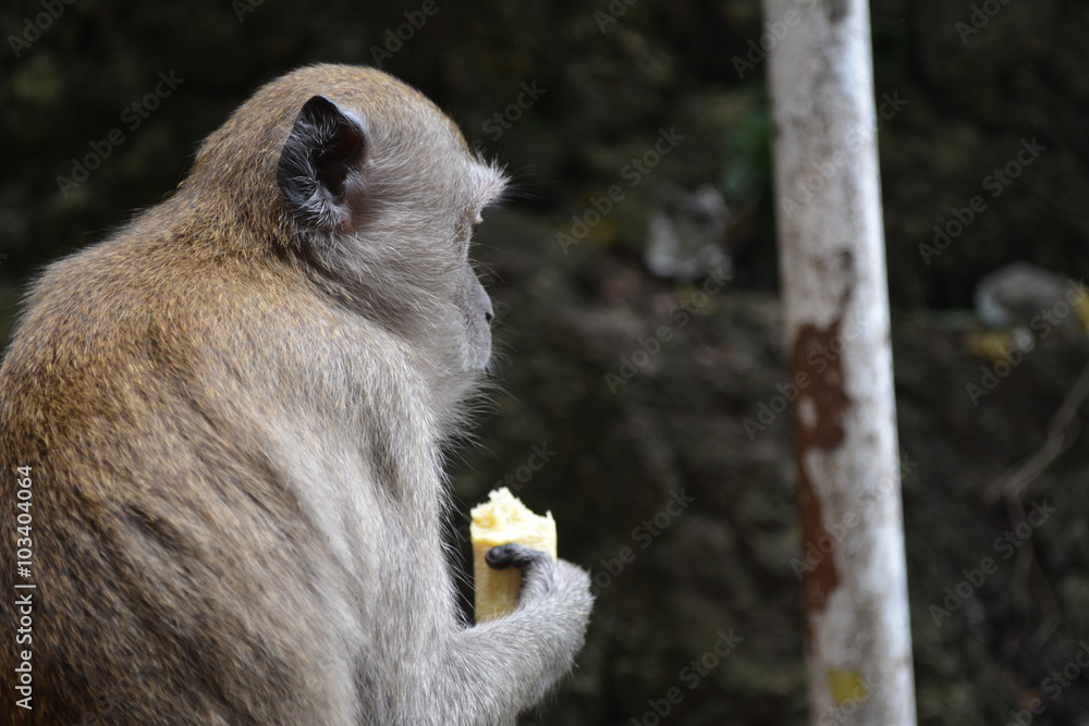 Obraz premium Eating Banana