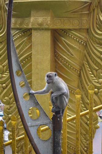 Monkey and the giant Buddha