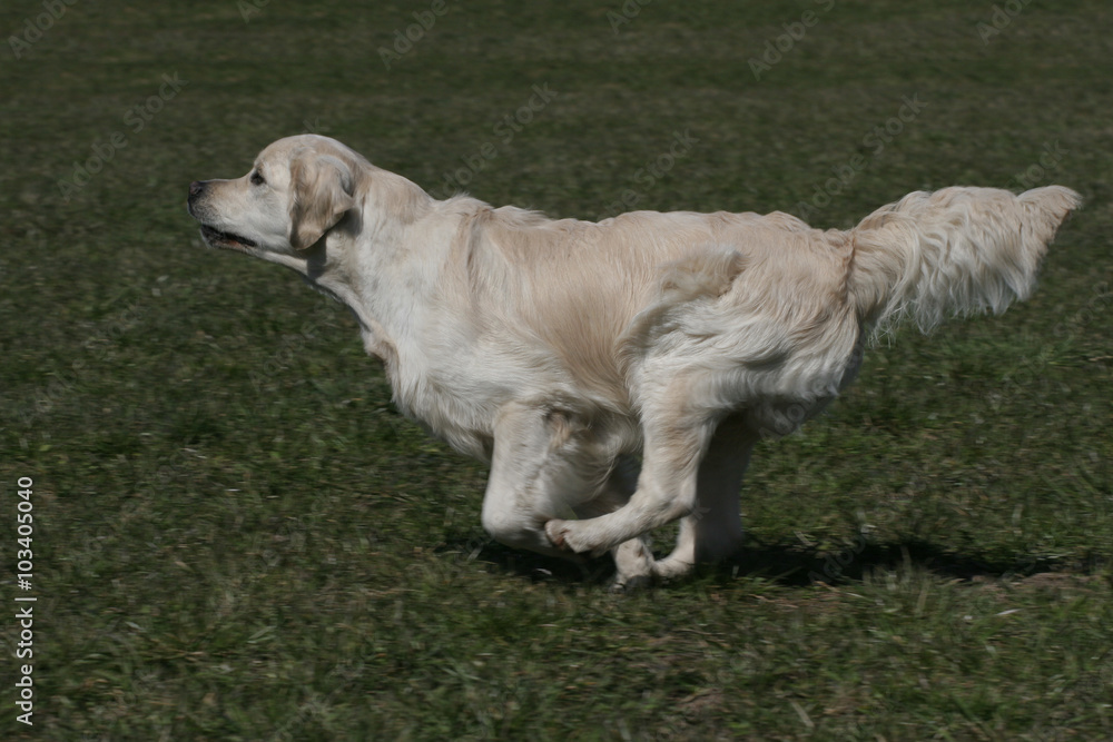 dog breed golden retrieve