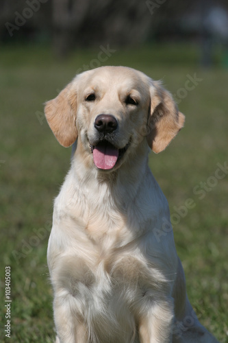 dog breed golden retrieve