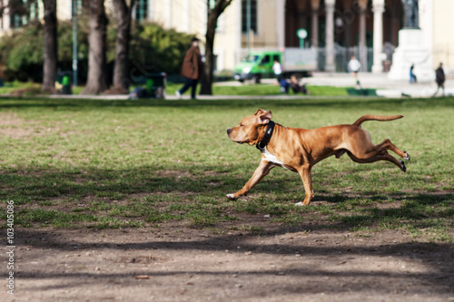 Pitbull marrone rossiccio che corre libero in un parco cittadino