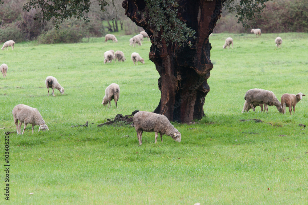 Obraz premium Sheep grazing on a green meadow