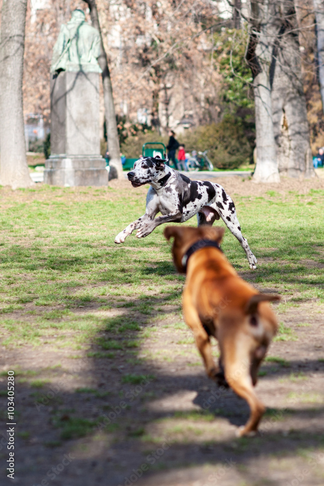 Alano arlecchino bianco e nero e pitbull marrone rossiccio che giocano insieme in un parco cittadino Alano arlecchino bianco e nero e pitbull marrone rossiccio che giocano insieme in un parco cittadino