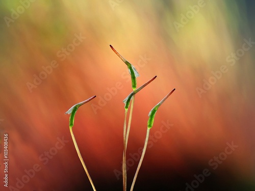 Artistic image of Fire moss (Ceratodon purpureus). These are spore capsules of the flowering moss.