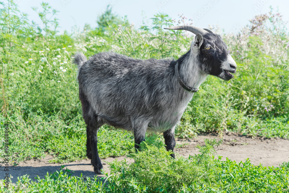 Obraz premium Goat grazing on a meadow