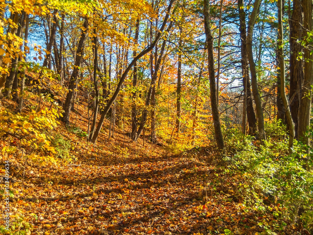 Obraz premium Autumn Woodlands Trail