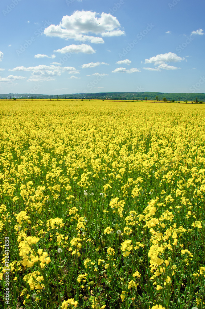 field of rapeseed with beautiful cloud - plant for green energy.