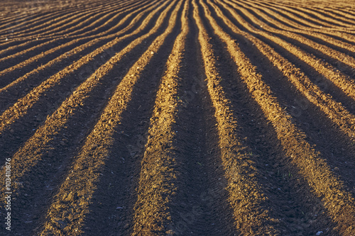 Photo Furrows row pattern in a plowed field prepared for planting potatoes crops in spring