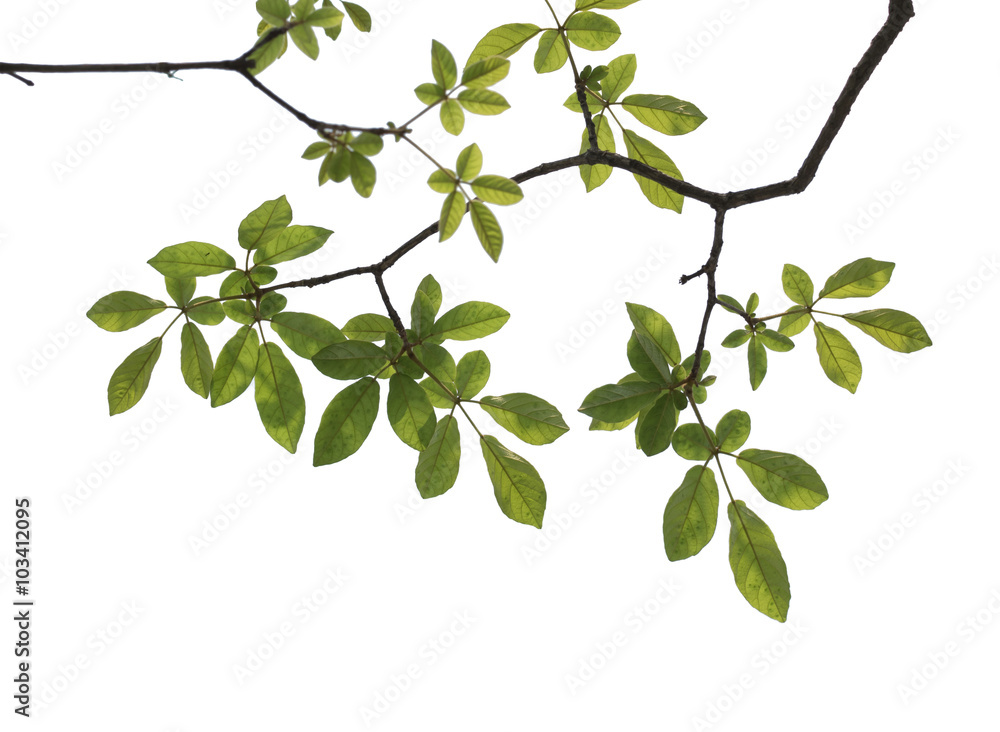 Obraz premium Tree branch isolated