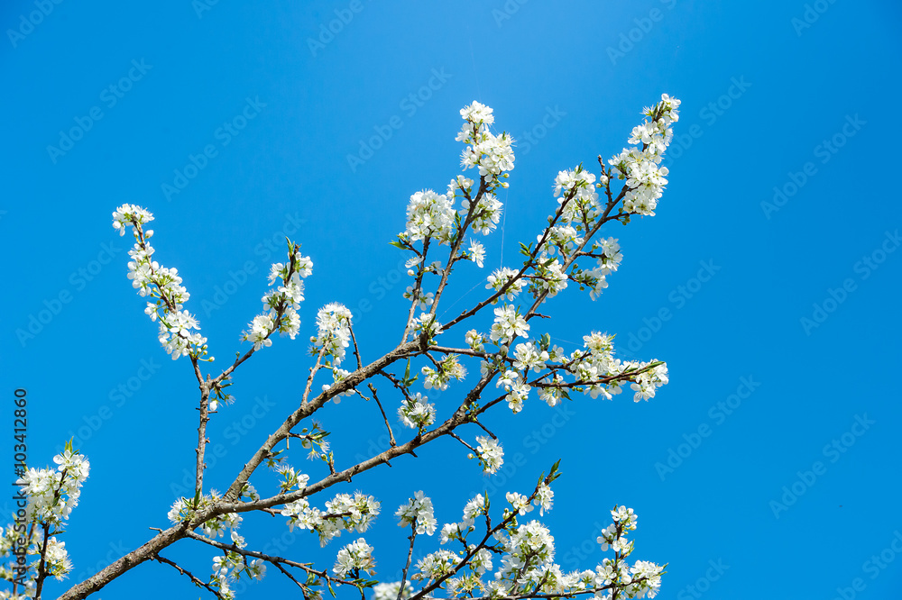 Oriental plum(Prunus salicina) on blue sky Oriental plum(Prunus salicina) on blue sky