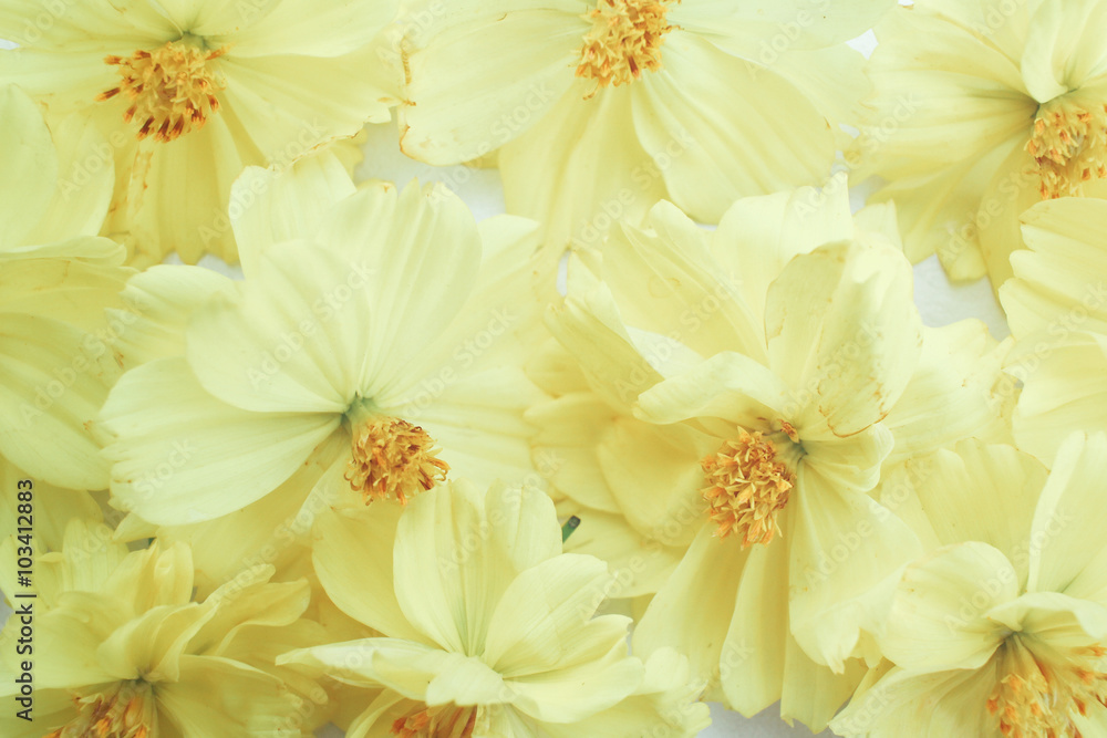 Yellow cosmos flowers Yellow cosmos flowers
