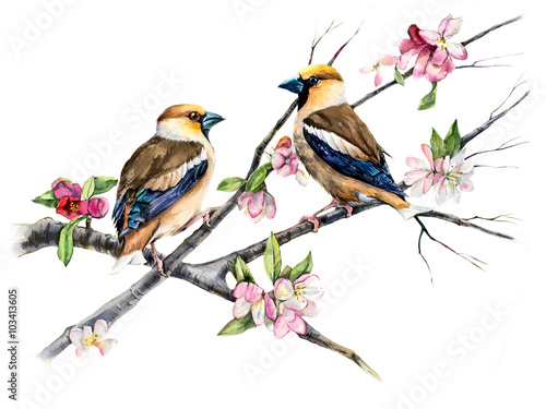 Grosbeaks on a branch with flowers. Decoration with wildlife scene. Pattern with two birds. Watercolor hand drawn illustration