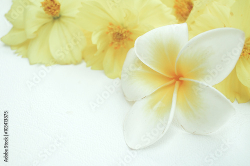 White frangipani flower