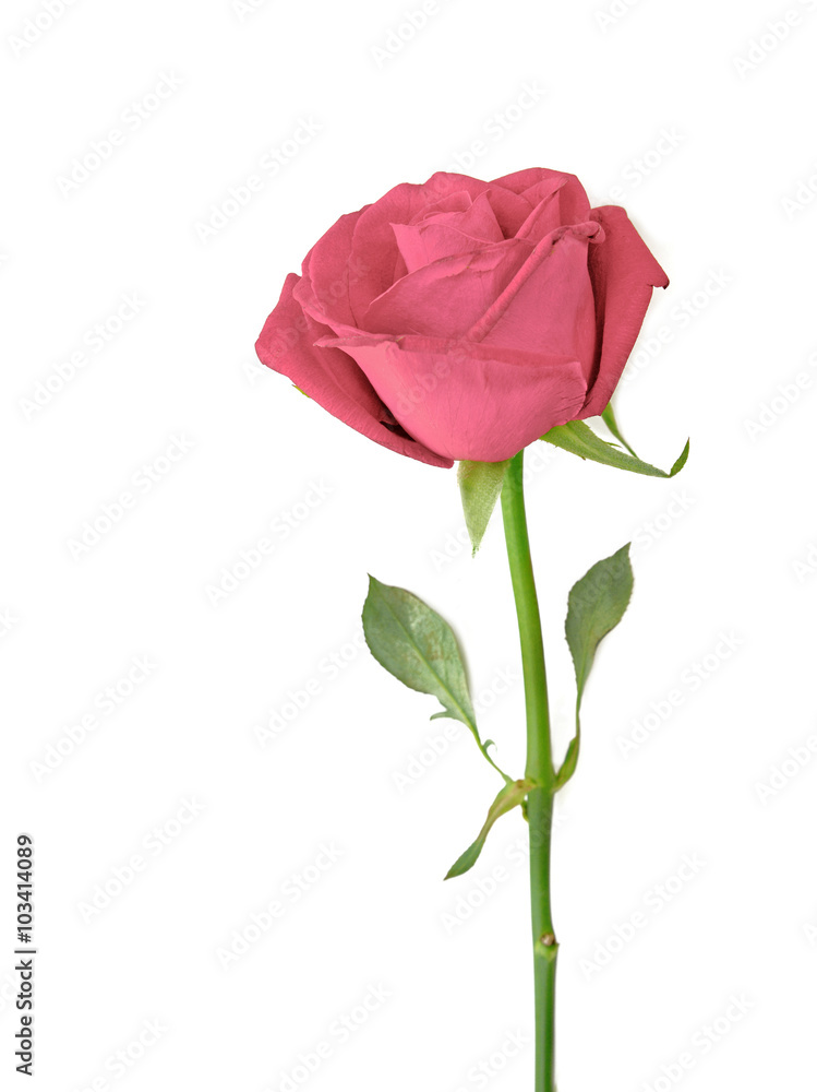 Pink Rose isolated over white