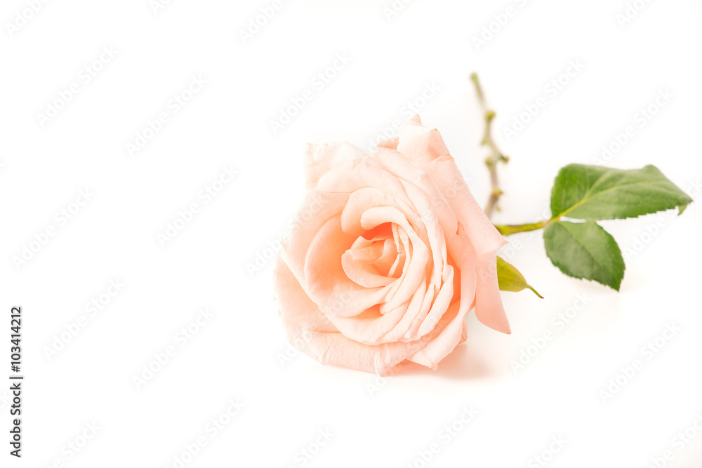 Fototapeta premium Coral rose