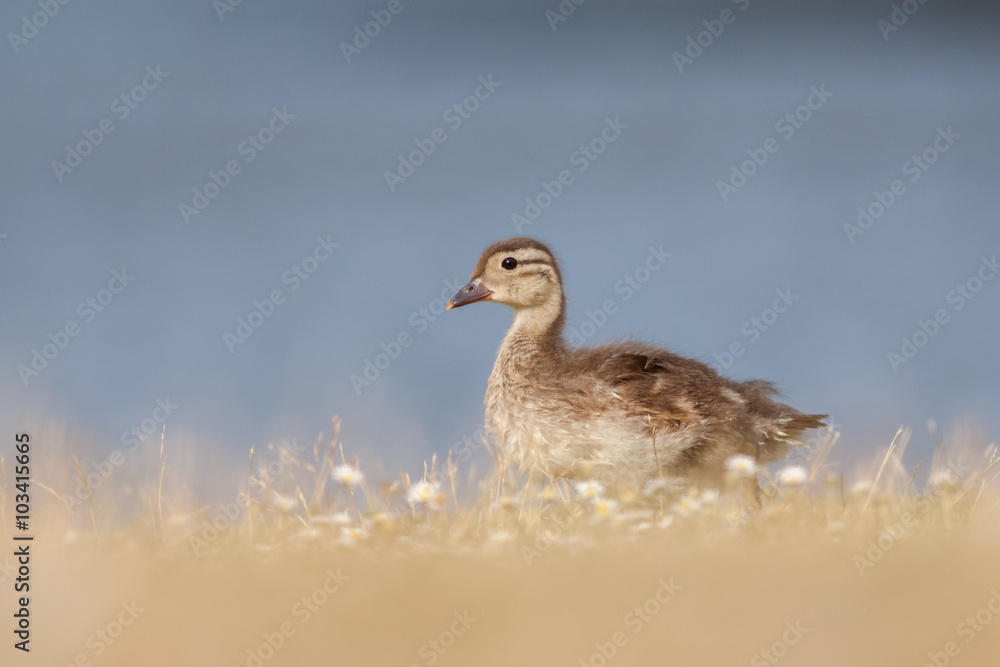 Mallard Duckling (Anas platyrhynchos) Mallard Duckling (Anas platyrhynchos)