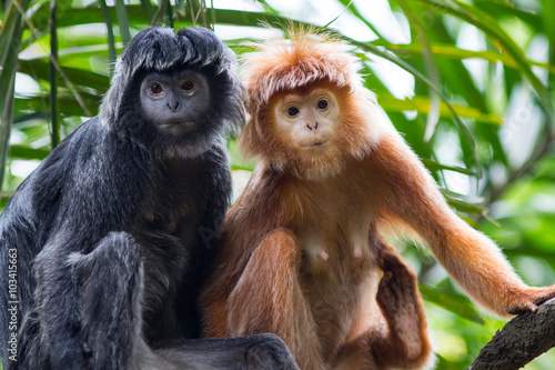 Papier peint Javan Lutung