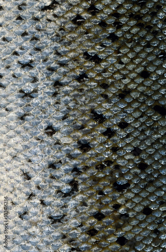 Fish Scales