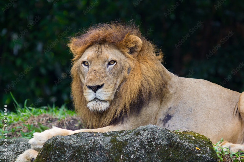 Fototapeta premium Lion