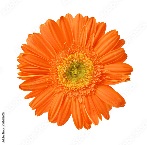 Gerbera flower isolated on white background