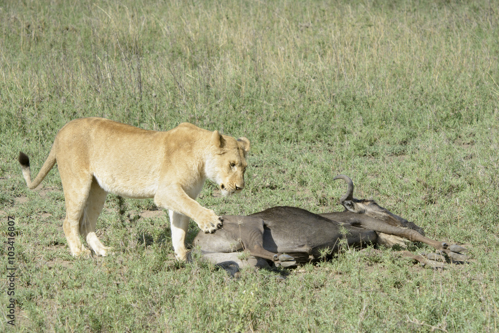 Lioness (Panthera leo) standing next to a just caught wildebeest (Connochaetes taurinus), Serengeti national park, Tanzania. Lioness (Panthera leo) standing next to a just caught wildebeest (Connochaetes taurinus), Serengeti national park, Tanzania.
