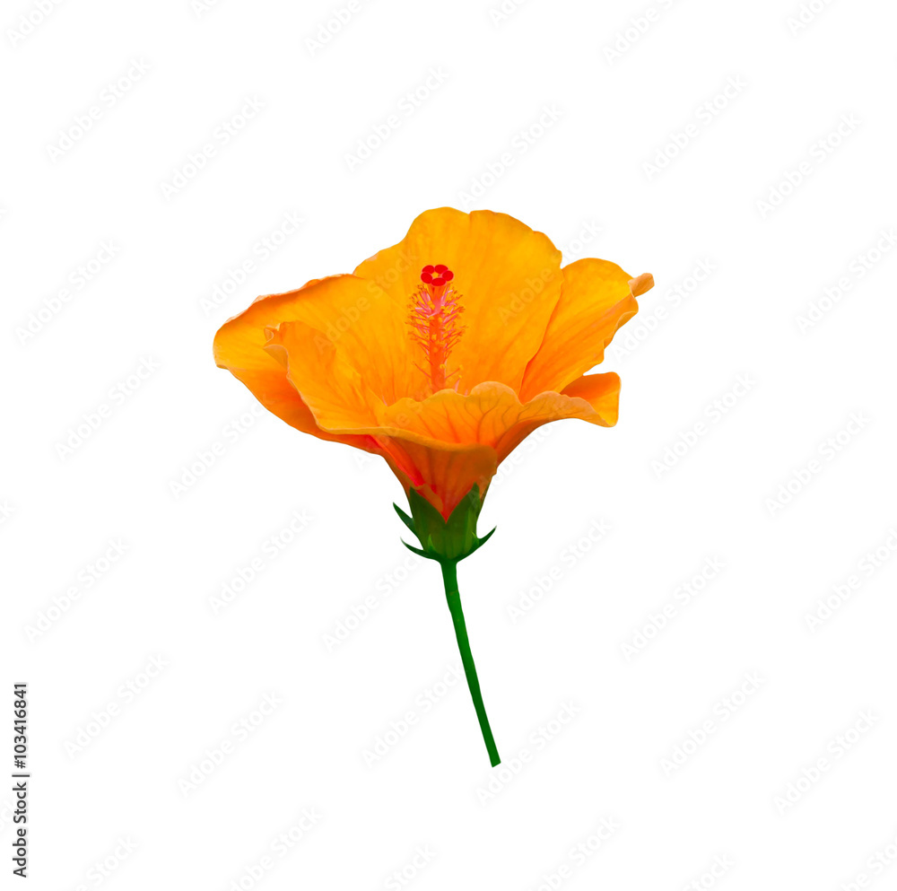 orange hibiscus flower orange hibiscus flower