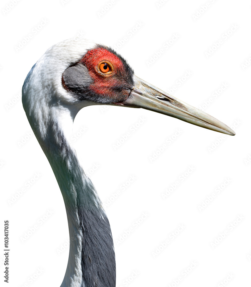 The White-naped crane (Grus vipio) isolated on white background.