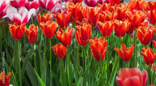 colorful beautiful tulips. Floral Background