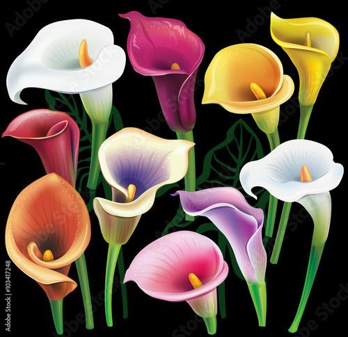 Calla flowers set in different colors