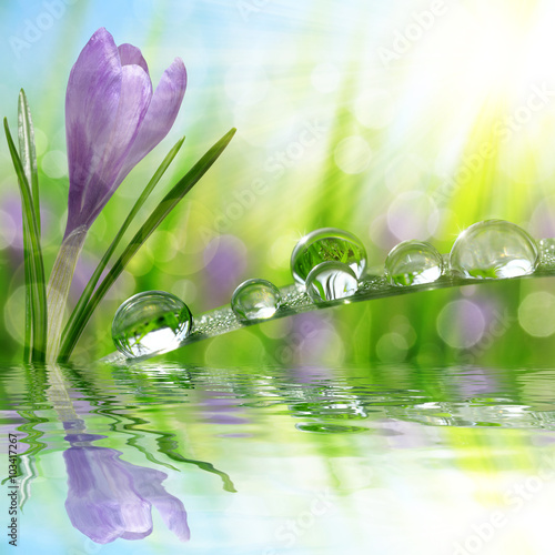 Spring flower Crocus and green grass with water drops. Nature background.