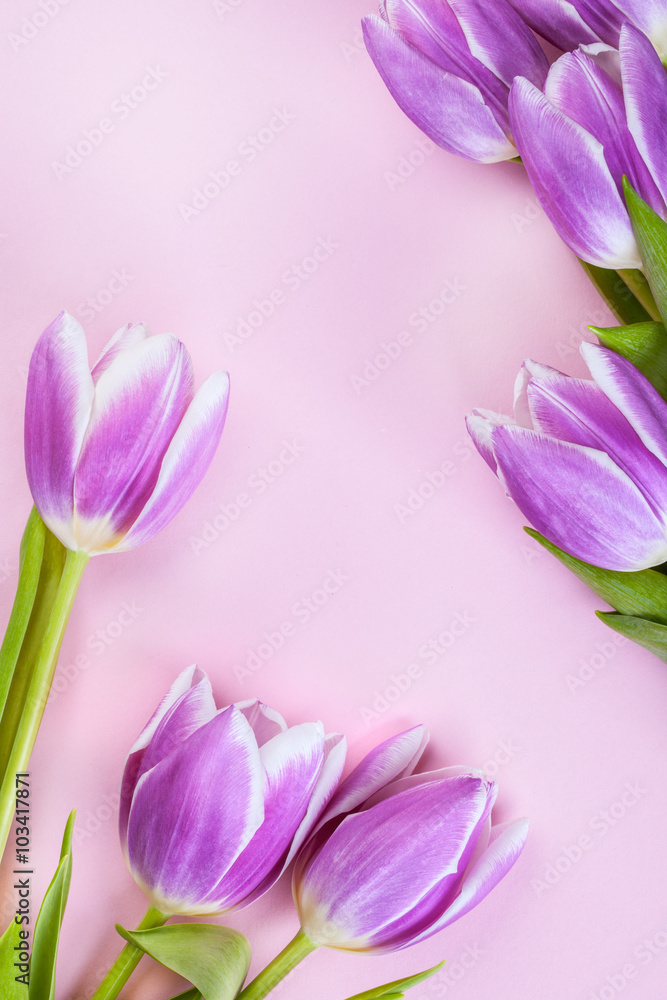 Purple tulips on pink background