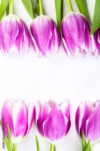 Fototapeta Naklejka Na Ścianę i Meble -  Purple tulips isolated on white background