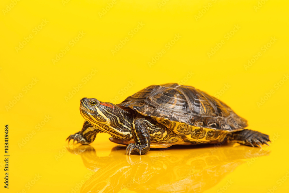 Fototapeta premium Red-eared sliders closeup
