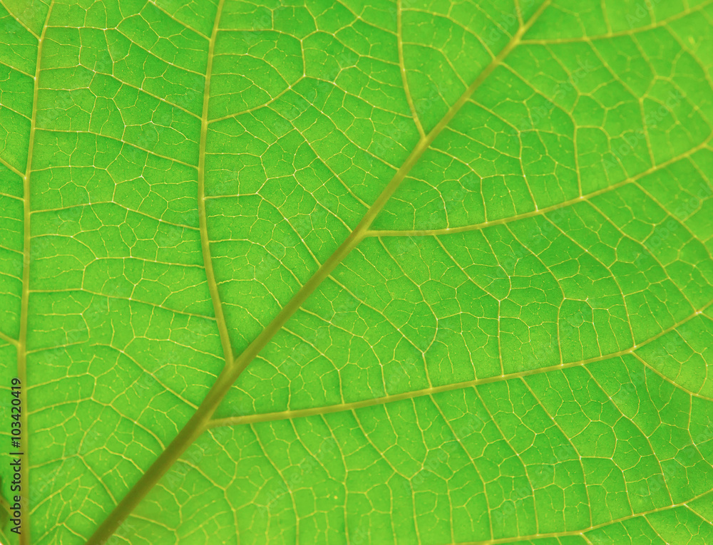 green leaf green leaf